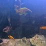 cichlids Image 4