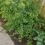 Bush Fuchsia magellanica Image 3
