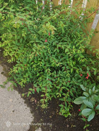 Bush Fuchsia magellanica