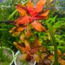 aquarium plants Image 4