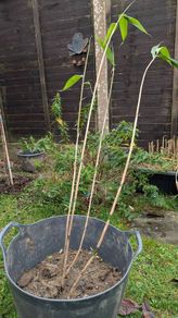 Long leaf Bamboo in a large pot