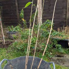 Long leaf Bamboo in a large pot
