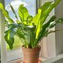 plants Image 4