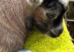 pygmy goats