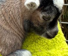 pygmy goats