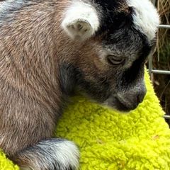 pygmy goats
