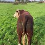 Hereford Bull Image 8
