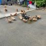 ducks Image 2