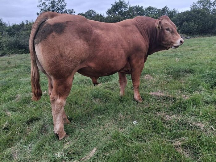 PB  Loyal Limousin Bull,