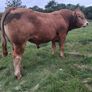 PB  Loyal Limousin Bull, Image 9