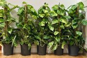 Epipremnum Golden Pothos with mosspole in 19cm pot and 80cm in height