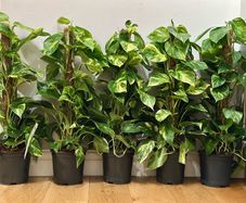 Epipremnum Golden Pothos with mosspole in 19cm pot and 80cm in height