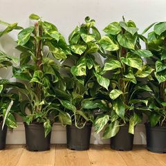 Epipremnum Golden Pothos with mosspole in 19cm pot and 80cm in height