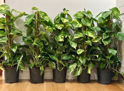 Epipremnum Golden Pothos with mosspole in 19cm pot and 80cm in height