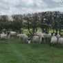 22 Mule Hoggets Image 7