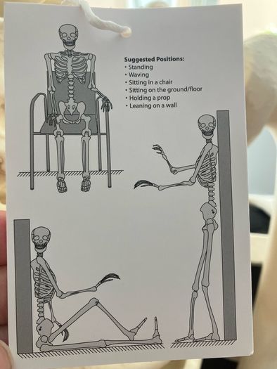 Skeleton