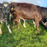 Heifers Image 4