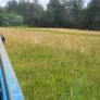 Hay Image 5