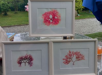 3 seaweed paintings, real seaweed, no post, D18