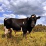 Pedigree In-calf British Friesian Heifers Image 4