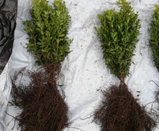 Box Hedging