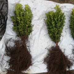 Box Hedging