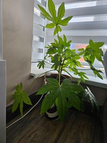 Fatsia Japonica