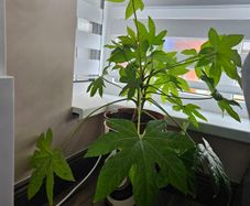 Fatsia Japonica
