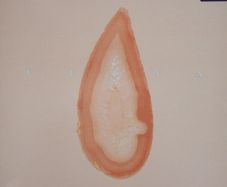 Vulva - From The Cockpit 2xLP