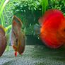 350 Litre Planted Aquarium Image 8