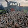 firewood trees Image 4