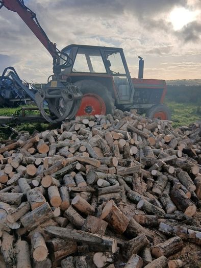 firewood trees