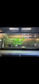 turtle Tank
