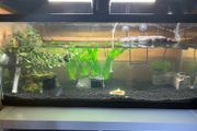 turtle Tank