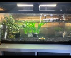 turtle Tank