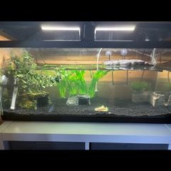 turtle Tank