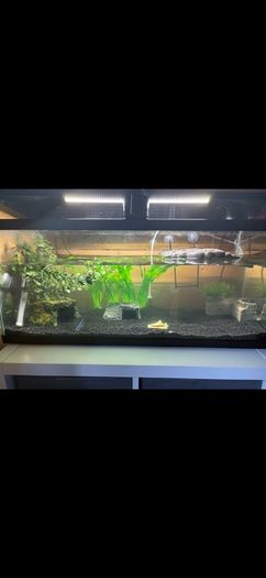 turtle Tank