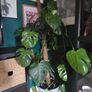 Large Monstera Plant Image 2