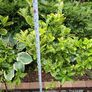 Evergreen  Plant Euonymus  Aureus Image 3