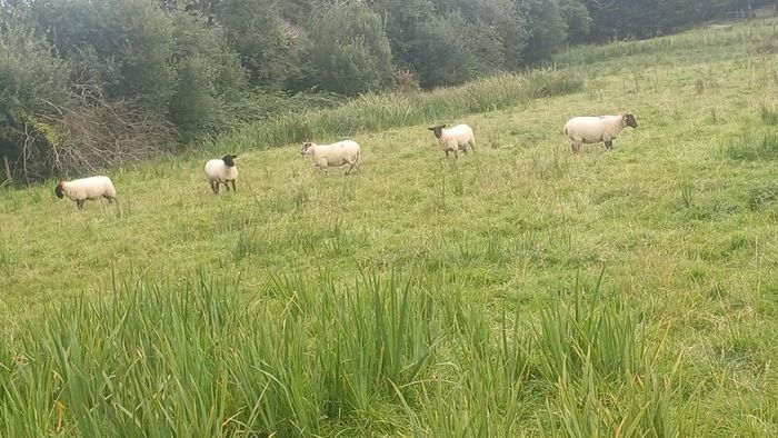 65 Suffolk x and x-bred hoggetts for Manorhamilton
