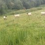 65 Suffolk x and x-bred hoggetts for Manorhamilton Image 4