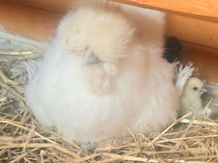 Silkie