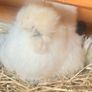 Silkie Image 2
