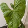 Anthurium Balaoanum Plant Image 2