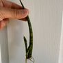 Various House Plants and Cuttings Image 2