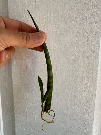 Various House Plants and Cuttings