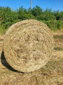 Hay Organic Hay