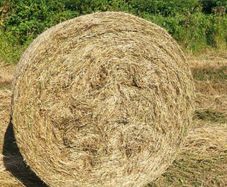Hay Organic Hay
