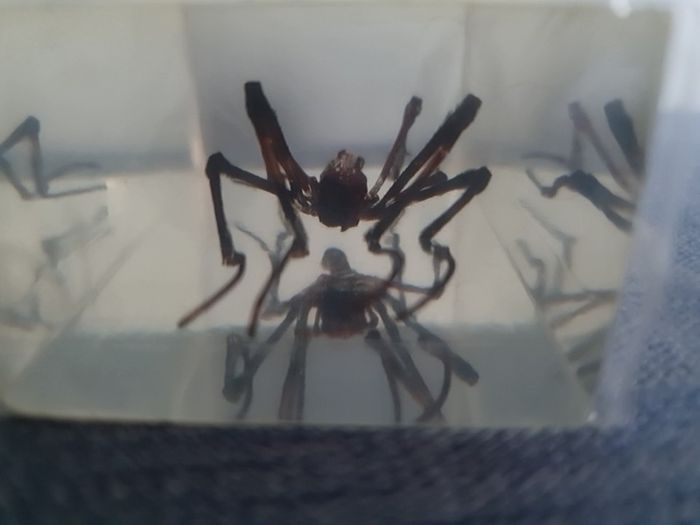Halloween Insects In Glass Big Clearout, Make An Offer