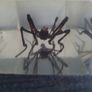 Halloween Insects In Glass Big Clearout, Make An Offer Image 3